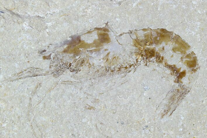 Cretaceous Fossil Shrimp - Lebanon #107669